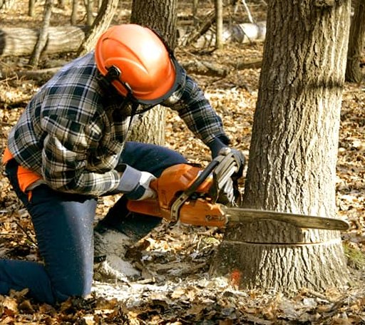 Tree Removal in Knights Landing, CA